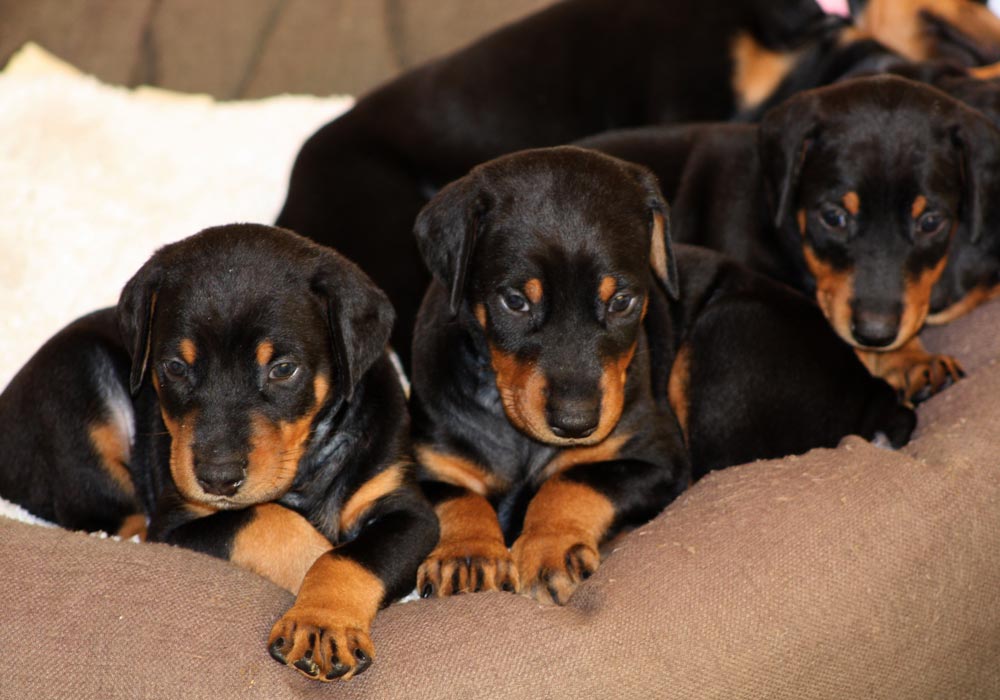 Northstar dobermans hot sale